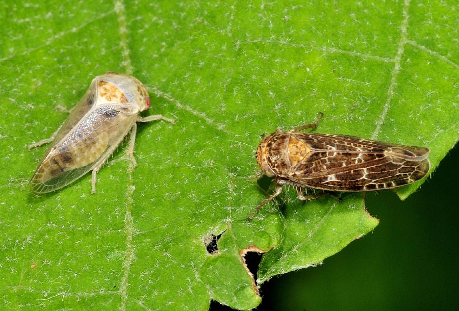 Iassus sp. (dx) e Allygus sp.(sx)  (Cicadellidae)